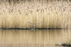 Pink-footed Goose in Flight