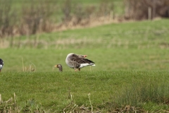 Greylag Goose