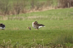 Greylag Goose