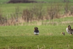 Greylag Goose