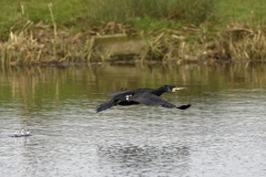 Cormorant in Flight over water