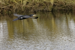 Cormorant in Flight over water