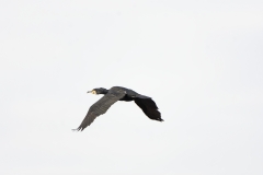 Cormorant in Flight