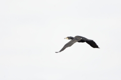 Cormorant in Flight