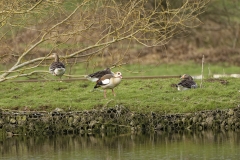 Greylag Geese with Egyptian Goose