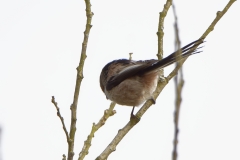 Long-tailed Tit