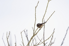 Long-tailed Tit