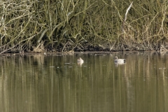 Male & Female Gadwall