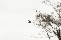 Buzzard in Flight