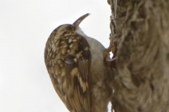 Tree Creeper