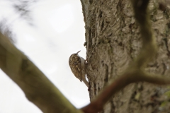 Tree Creeper