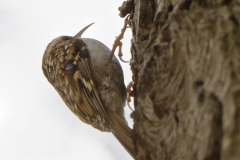 Tree Creeper