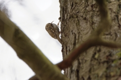 Tree Creeper