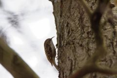 Tree Creeper