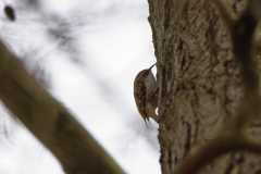 Tree Creeper