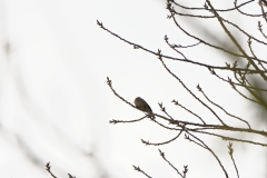 Female Chaffinch