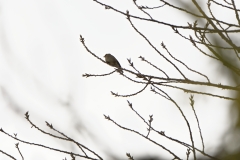 Female Chaffinch