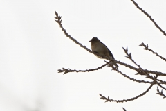 Female Chaffinch