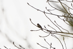 Female Chaffinch