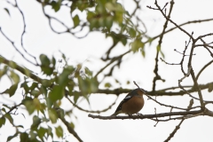 Male Chaffinch