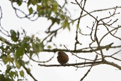 Male Chaffinch