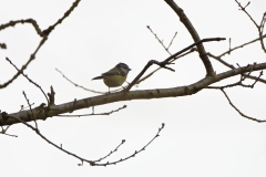 Blue Tit