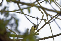 Great Tit