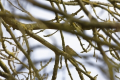 Female Chaffinch