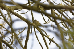 Female Chaffinch