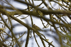 Female Chaffinch