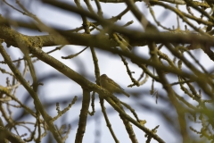 Female Chaffinch