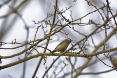 Marsh Tit