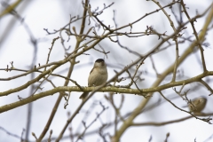 Marsh Tit