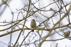 Marsh Tit