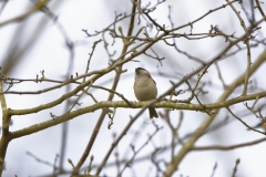 Marsh Tit