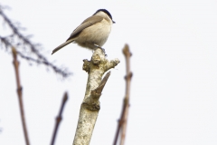 Marsh Tit