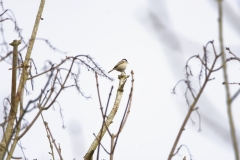 Marsh Tit