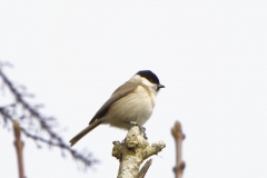 Marsh Tit