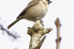 Marsh Tit