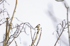 Marsh Tit