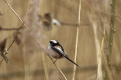 Long-tailed Tit