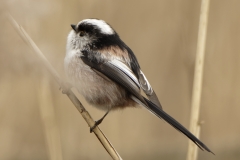 Long-tailed Tit