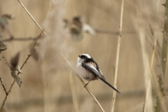 Long-tailed Tit