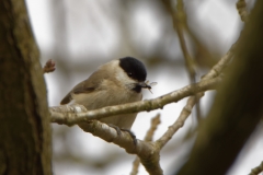 Marsh Tit