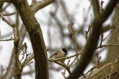 Marsh Tit