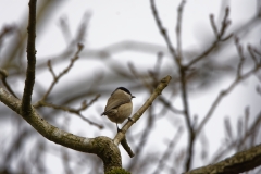 Marsh Tit