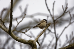 Marsh Tit