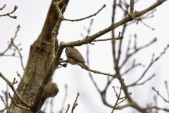 Marsh Tit