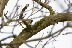 Marsh Tit