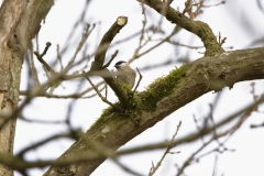 Marsh Tit